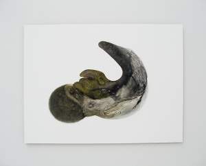 Labrinodon 2004